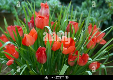 Mazzo di Red Tulipa "linifolia" (tulipani lievitati di lino) coltivato nella Alpine House presso RHS Garden Harlow Carr, Harrogate, Yorkshire, Inghilterra, Regno Unito. Foto Stock