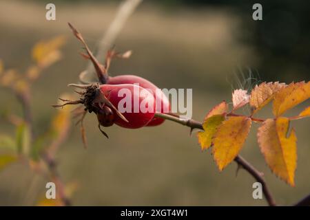 coccinello sul cespuglio di rosa rossa fianchi Foto Stock