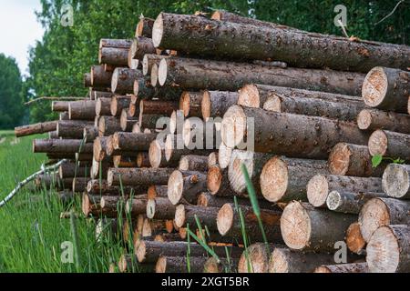 Sfondo dei tronchi di legno. Sfondo in legno naturale. File di tronchi di legname o di legname nella foresta. Tema della protezione delle foreste dalla deforestazione e. Foto Stock