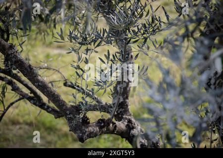 Una vista ravvicinata di un ramo di ulivo con foglie verdi argentate, che mostra le intricate texture della corteccia e del fogliame sullo sfondo Foto Stock