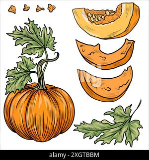 Raccolta di illustrazioni vettoriali di zucche disegnate a mano. Schizzi di piante. Perfetto per ricette, menu, etichetta, icona, confezione. Zucche vintage. Illustrazione Vettoriale