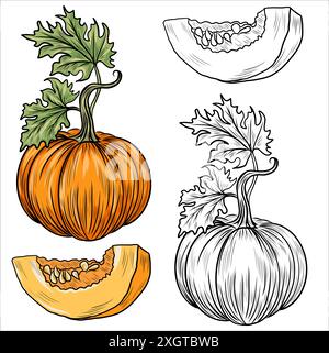Raccolta di illustrazioni vettoriali di zucche disegnate a mano. Schizzi di piante. Perfetto per ricette, menu, etichetta, icona, confezione. Zucche vintage. Illustrazione Vettoriale