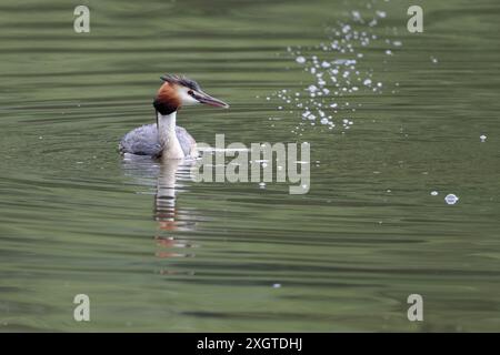 Grande cresta grebe Podiceps christatus, uccello paludoso lungo collo bianco arancio rufo grigio marrone parti superiori parte inferiore cresta nera bianca sulla testa Foto Stock