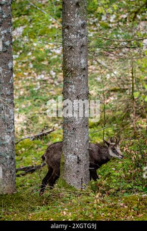 Camoscio in piedi dietro un albero in primavera. Un rupicapra rupicapra nella foresta svizzera. Foto Stock