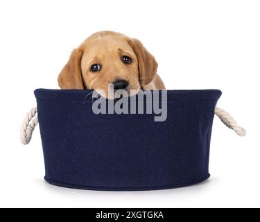 Adorabile cucciolo di cane Labrador di 7 settimane, seduto nel cestino blu rotondo. Guardare la fotocamera oltre il bordo mentre la morde. Isolato su un dorso bianco Foto Stock