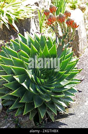 Aloe a spirale, Aloe polyphylla, Asphodelaceae. Lesotho, Africa. Foto Stock