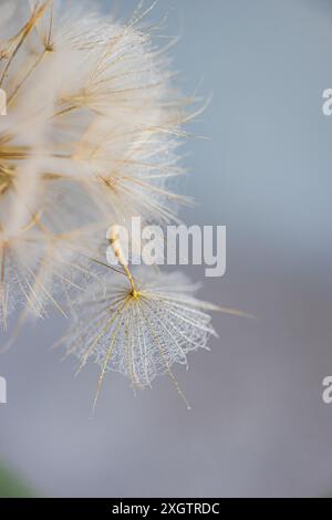 Questa immagine cattura un singolo seme di dente di leone, che galleggia etereamente su uno sfondo morbido e sfocato. L'attenzione è concentrata sulle complessità del suo delicato fi Foto Stock