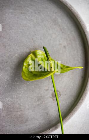 Dall'alto, un vivace antourio verde con una spadix spessa si appoggia elegantemente su una superficie circolare grigia testurizzata, evidenziandone la texture unica e la sua Foto Stock