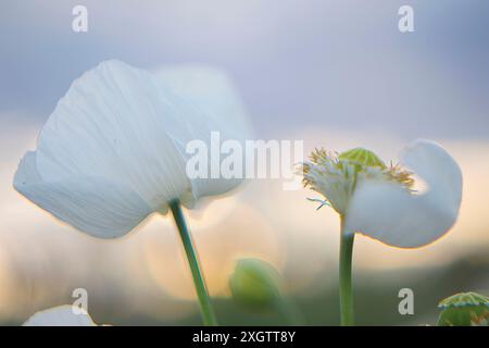 Uno squisito primo piano di delicati papaveri bianchi immersi nelle delicate sfumature della luce del mattino presto, che mostrano le sottili texture dei loro petali Foto Stock