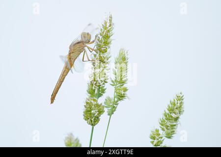 Una fotografia macro dettagliata cattura una libellula simpatica arroccata delicatamente su una pianta in fiore, che mostra la bellezza intricata della fauna selvatica primaverile Foto Stock