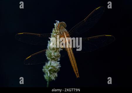Questa immagine cattura i delicati dettagli di una libellula simpatica appoggiata su una lama di erba selvatica, scattata con tecniche di macro-fotografia precise Foto Stock