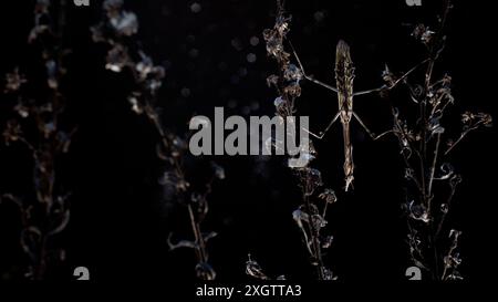 Una spettacolare foto macro che cattura una pennata Empusa elegantemente arroccata su un gruppo di piante essiccate, su uno sfondo scuro e sfocato Foto Stock