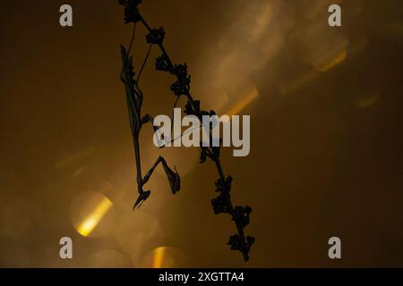 Una suggestiva foto macro di una pennata Empusa arroccata su un ramo, incorniciata su uno sfondo sfocato e caldo, che cattura l'elegante forma di Foto Stock