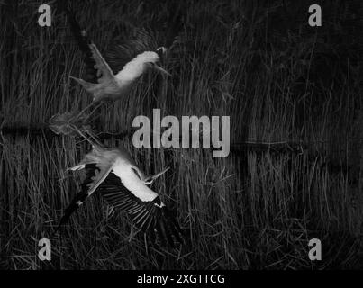 Un'impressionante fotografia in bianco e nero che cattura due grandi egrette bianche a metà volo su una palude, mostrando il loro elegante piumaggio e il movimento dinamico Foto Stock