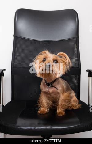 Un affascinante terrier dello Yorkshire si siede tranquillamente su una sedia da ufficio nera, creando un delizioso contrasto con la sua pelliccia marrone lucida e l'elegante des della sedia Foto Stock