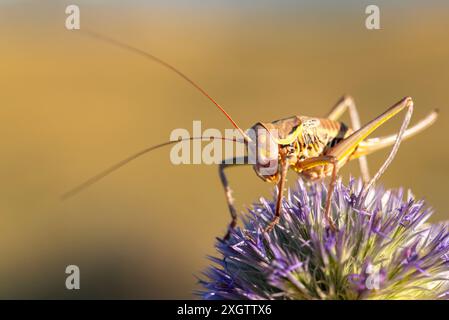 Un vivace scatto macro che cattura un cricket arroccato in cima a un cardo, mettendo in evidenza dettagli complessi su uno sfondo leggermente sfocato Foto Stock