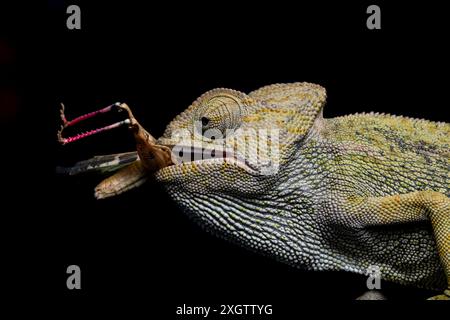 Un primo piano dettagliato di un camaleonte che cattura sapientemente una cavalletta con la sua lingua allungata, su uno sfondo nero scuro con evidenziazione Foto Stock