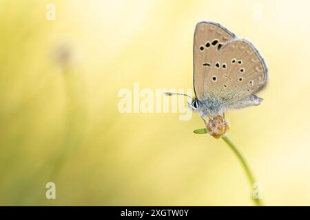 Una delicata farfalla di Glaucopsyche melanops, nota anche come le scaglie blu, arroccata su uno stelo vegetale su un morbido sfondo giallo. Foto Stock