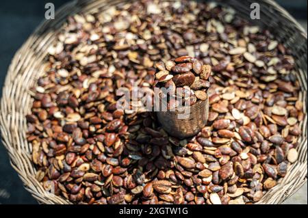 Un'immagine ravvicinata scattata in Vietnam che mostra una varietà di fagioli di cacao appena raccolti, raccolti in un cesto rustico intrecciato, con un piccolo contenitore ov Foto Stock
