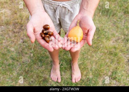 Una vista dall'alto delle mani di una donna anonima che tiene un singolo frutto di loquat e diversi semi. Si erge a piedi nudi sull'erba, vestita con pantaloncini casual, malata Foto Stock