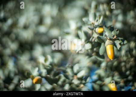 Immagine ravvicinata di ghiande su una quercia di Holm a Villaviciosa de Cordoba, Andalusia, Spagna. Il paesaggio naturale racchiude la bellezza della vegetazione matura Foto Stock