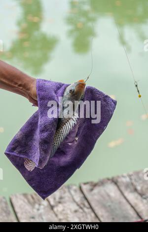 Mano di Angler che tiene il pesce tilapia del Nilo o Oreochromis nilotica agganciato in un asciugamano Foto Stock