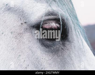 Un'immagine ravvicinata dettagliata che cattura l'occhio unico e le ciglia sottili di un cavallo di colore chiaro, evidenziando texture e dettagli cromatici Foto Stock