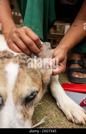 Un veterinario maschio con una camicia verde esamina delicatamente l'orecchio di un cane in una fattoria. Il cane, parzialmente visibile e tranquillo, guarda lontano dalla telecamera, Foto Stock