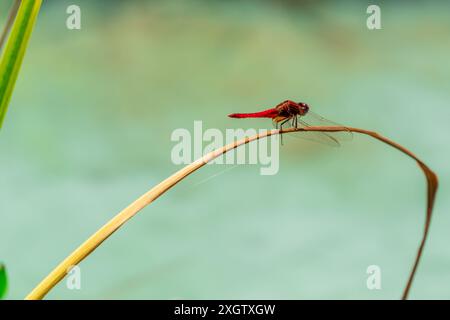 Un vivace maschio Ruddy darter, Sympetrum sanguineum, si trova graziosamente su un ramoscello piegato sopra un tranquillo corpo d'acqua, mostrando il suo impressionante corpo rosso e. Foto Stock