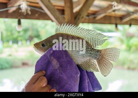 Mano di Angler che tiene il pesce tilapia del Nilo o Oreochromis nilotica agganciato in un asciugamano Foto Stock