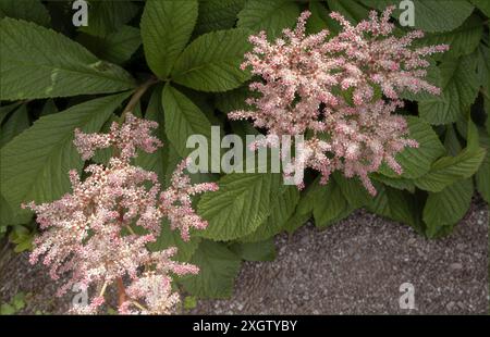 Insoliti fiori rosa e bianchi e diversi piccoli fiori in un giardino di campagna inglese Foto Stock