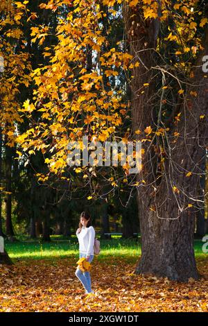 Giovane e romantica bruna con maglione bianco, jeans e sneakers, in possesso di un bouquet di foglie arancioni cadute. Donna in piedi sotto un grande albero di tulipano nel parco autunnale. Foto Stock