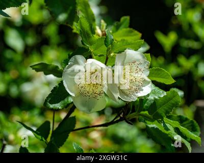 Fiori bianchi a tazza aperta di Eucryphia glutinosa Foto Stock