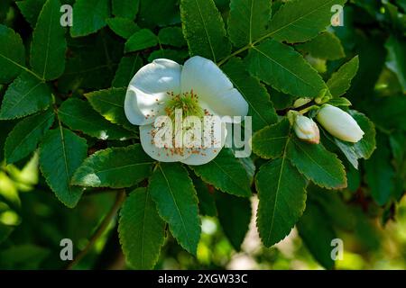 Fiori bianchi a tazza aperta di Eucryphia glutinosa Foto Stock