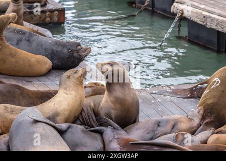 California Sea Lions al Molo 39 di San Francisco Foto Stock