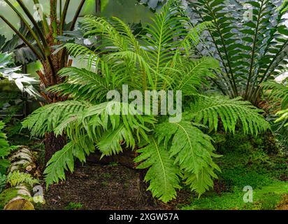 Blechnum moorei. Brasiliana Tree Fern è un coltivatore compatto e un sempreverde. Foto Stock