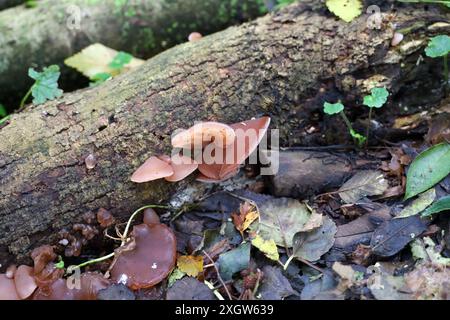 Funghi comuni di giuda nel giardino botanico di Capelle aan den IJssel nei Paesi Bassi Foto Stock