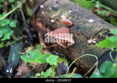 Funghi comuni di giuda nel giardino botanico di Capelle aan den IJssel nei Paesi Bassi Foto Stock