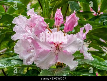 Standishi Rhododendron in piena fioritura Foto Stock