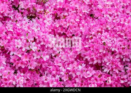 Fiori di rododendro in piena fioritura in un giorno di primavera Foto Stock