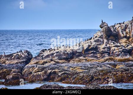 Uccelli marini su Rocky Outcrop Newport Oregon Eye-Level View Foto Stock