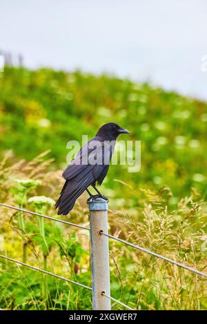 Corvo solitario su palo metallico nel verde lussureggiante prospettiva a livello degli occhi Foto Stock