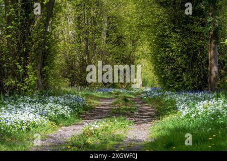 Una scena boschiva con un tappeto di aglio selvatico e fiori bluebell all'inizio della primavera Foto Stock