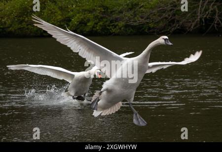 Cigno adulto muta maschio che insegue un cigno giovanile al largo di un lago di Edimburgo, Scozia, volando e spruzzando sull'acqua Foto Stock