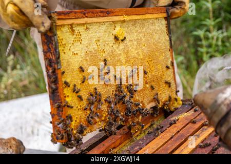 Un apicoltore tiene in mano una cornice di alveare piena di miele con api in un ambiente naturale a Guadalajara, in Spagna Foto Stock