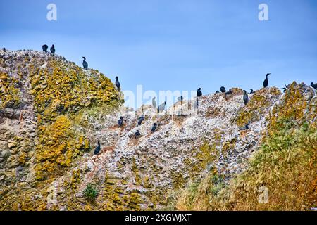 Cormorani sulla scogliera coperta da Lichen in Bright Daylight Perspective Foto Stock