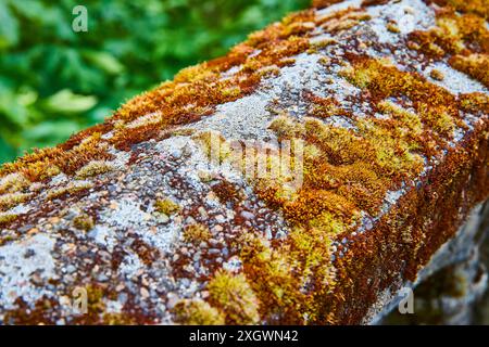 Texture di muschio e Lichen su una superficie in pietra antica primo piano Foto Stock
