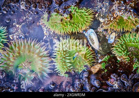 Anemoni del Mar Verde e conchiglie di cozze nella vivace piscina di marea Foto Stock