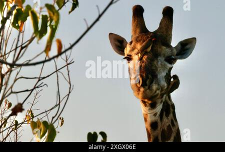 Giraffa maschio più anziana che si nutre e viene curata dagli uccelli Foto Stock