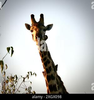 Giraffa maschio più anziana che si nutre e viene curata dagli uccelli Foto Stock